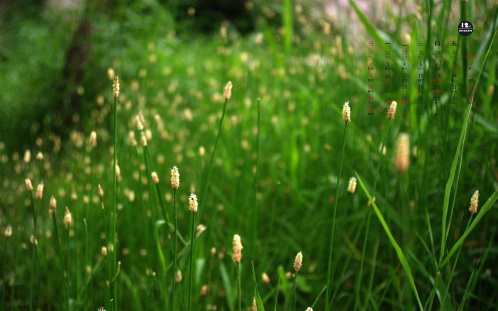 2018年12月绿色护眼植物日历
