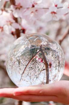 唯美花卉水晶球-2