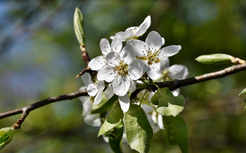 清新唯美梨花盛开微距摄影