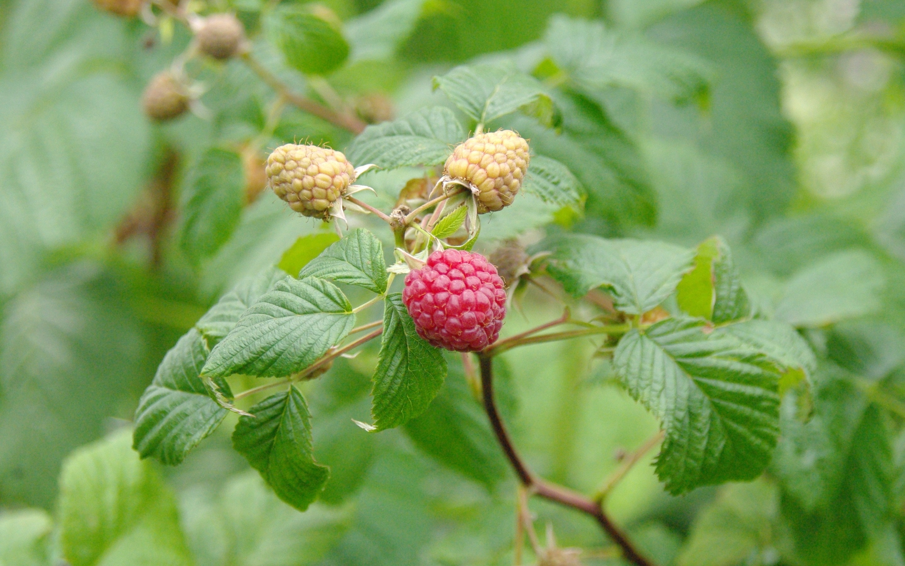 营养丰富的山莓