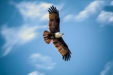老鹰向天空飞去的图片