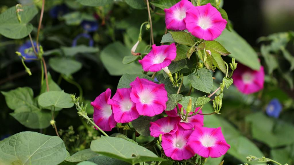 各色各样的牵牛花