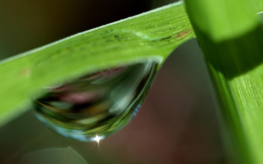 绿色植物之露珠水滴