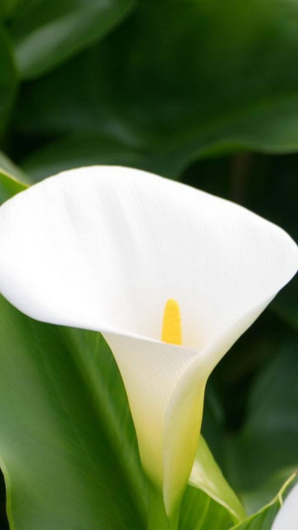 凡间的天使马蹄莲