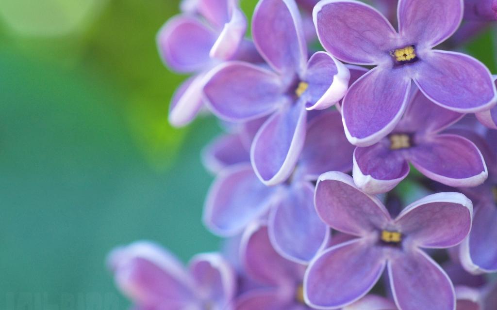 微距下的各色鲜花儿