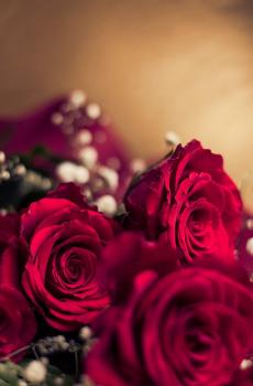 浪漫七夕情人节玫瑰-5