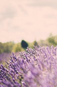 紫色薰衣草花海