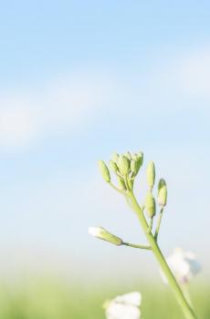 小清新治愈系静物写真-5