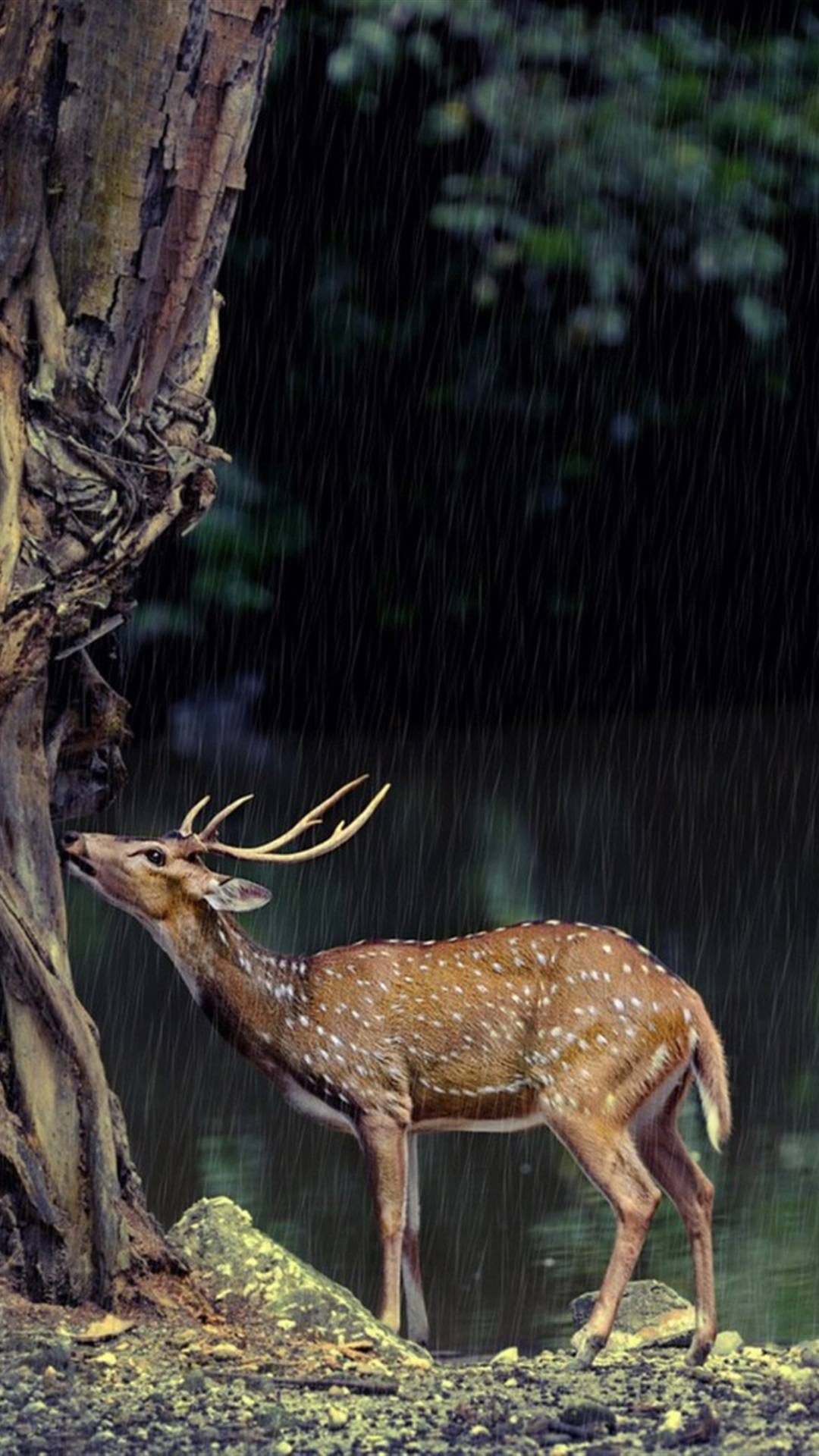 鹿迷,小鹿,萌物,野生动物,美丽生物,手机壁纸,锁屏图片-壁纸族