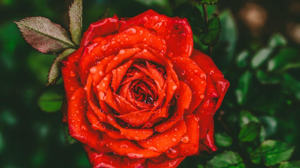 芬芳娇艳的红玫瑰