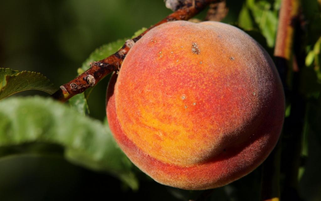 甜蜜多汁的水蜜桃