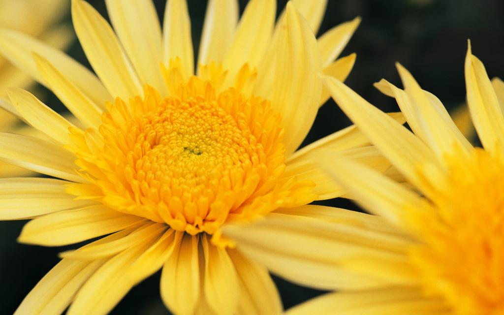 宽屏阳光下的鲜花特写