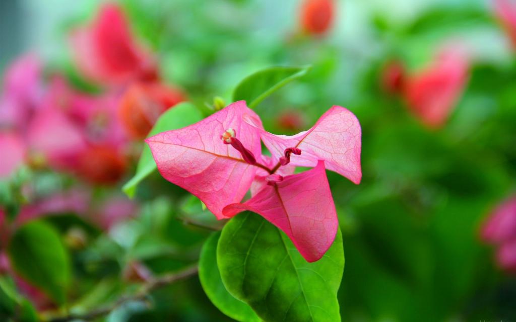 姹紫嫣红三角梅