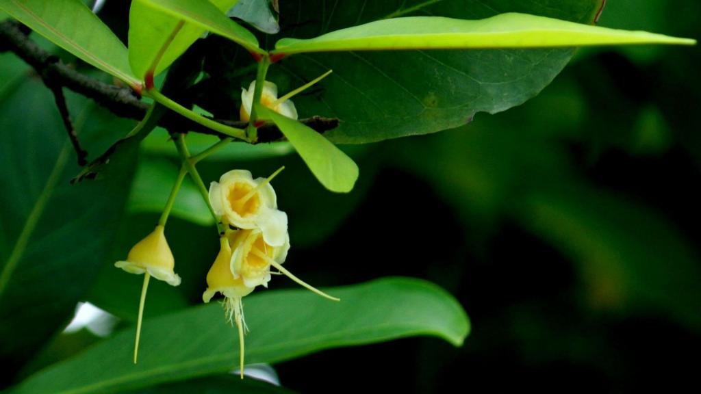 春天的水果莲雾