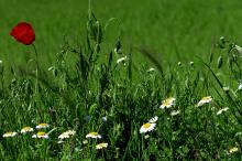 罂粟花