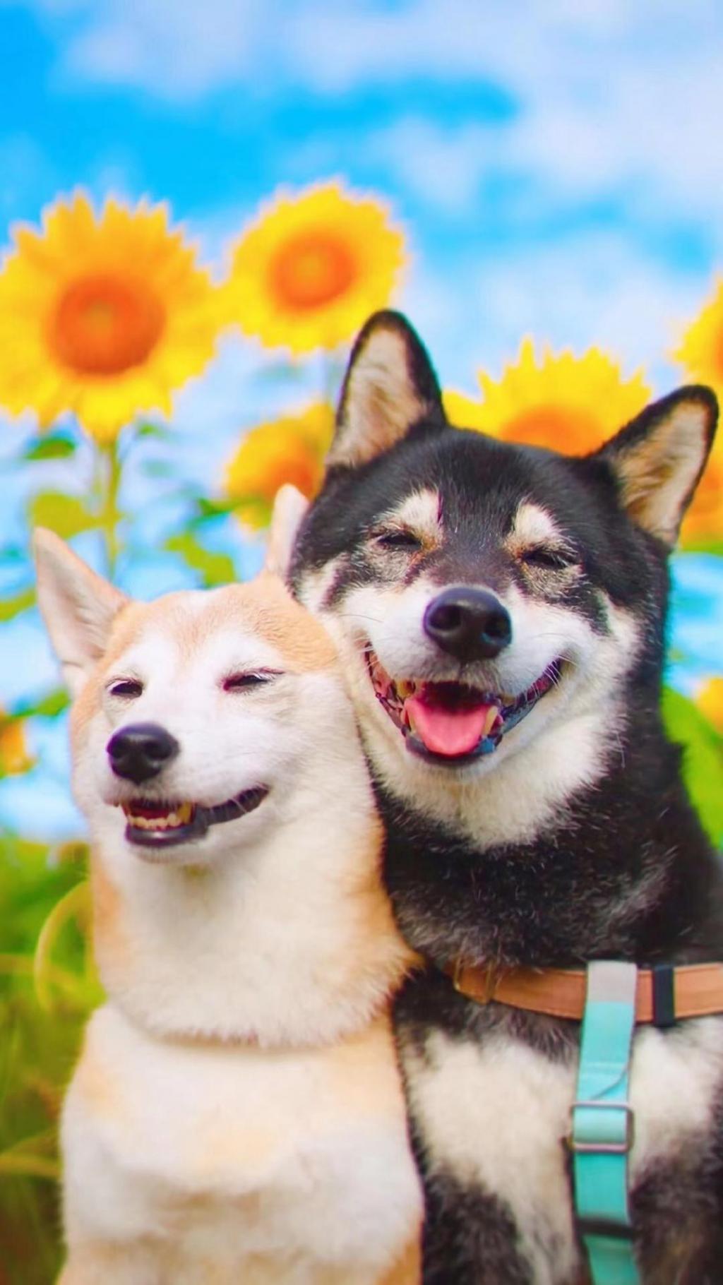 一对幸福的日本柴犬