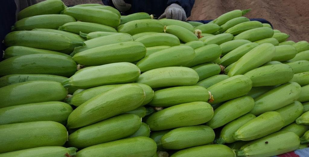 雌雄同株的西葫芦