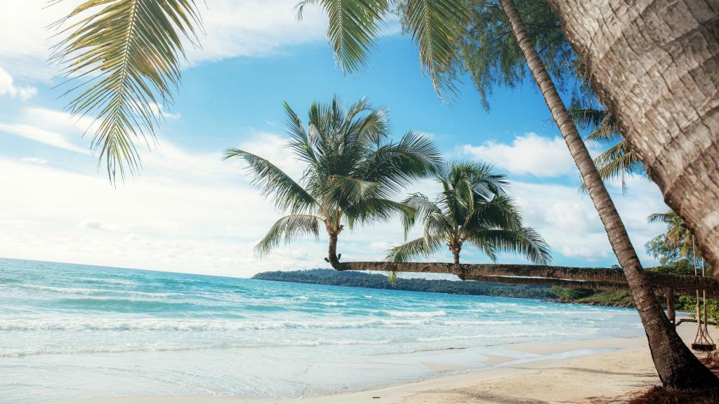 夏天美丽的海边椰树风光