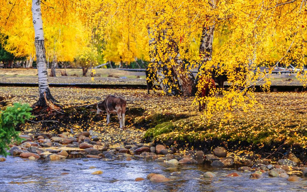 秋季的可可托海景色