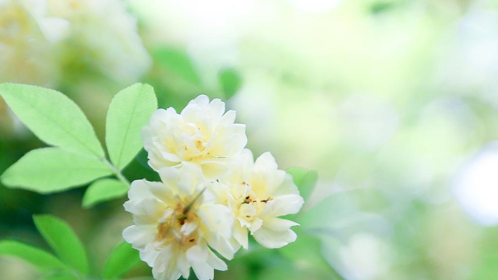 小清新植物唯美写真