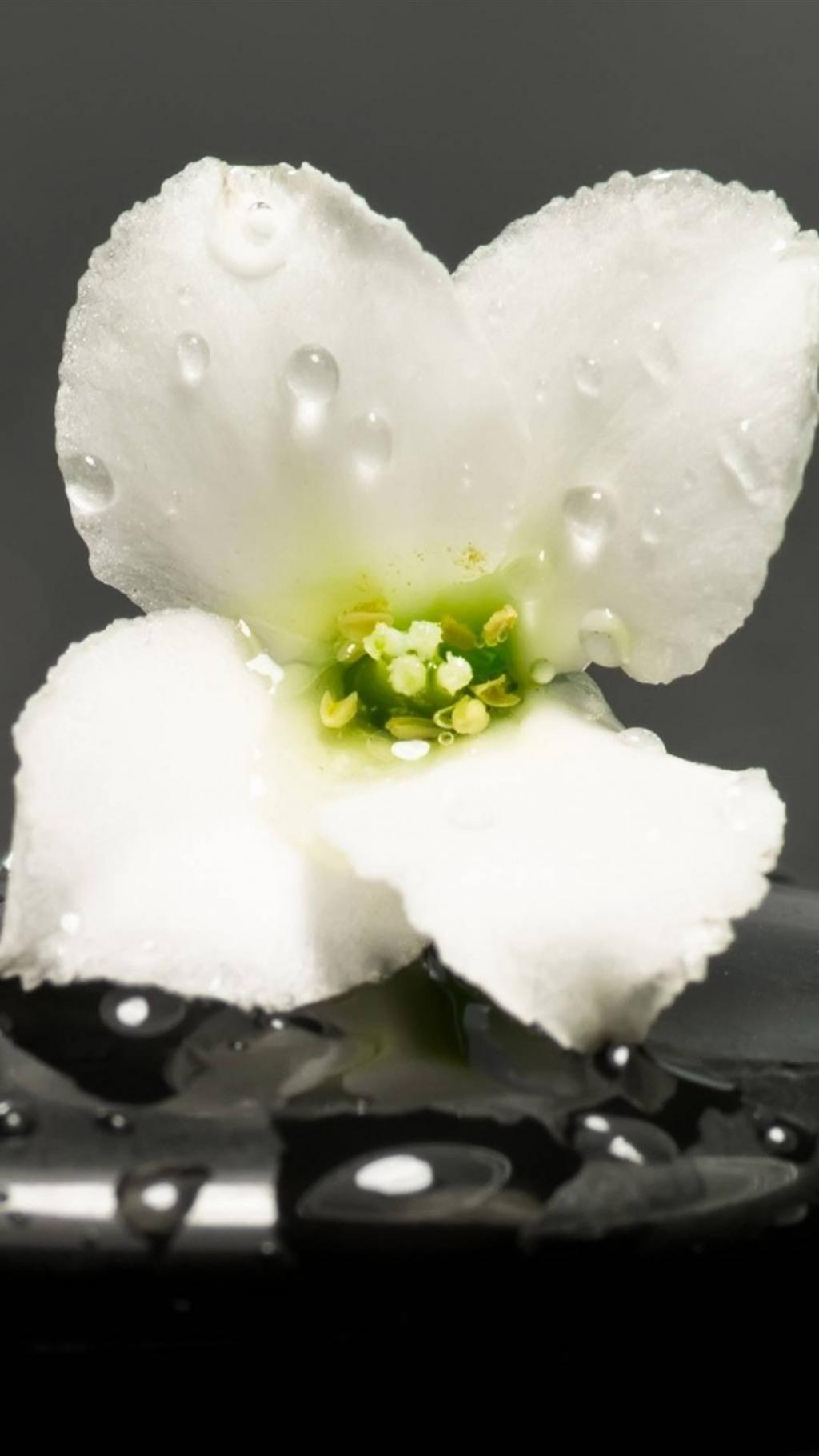 小清新唯美花卉