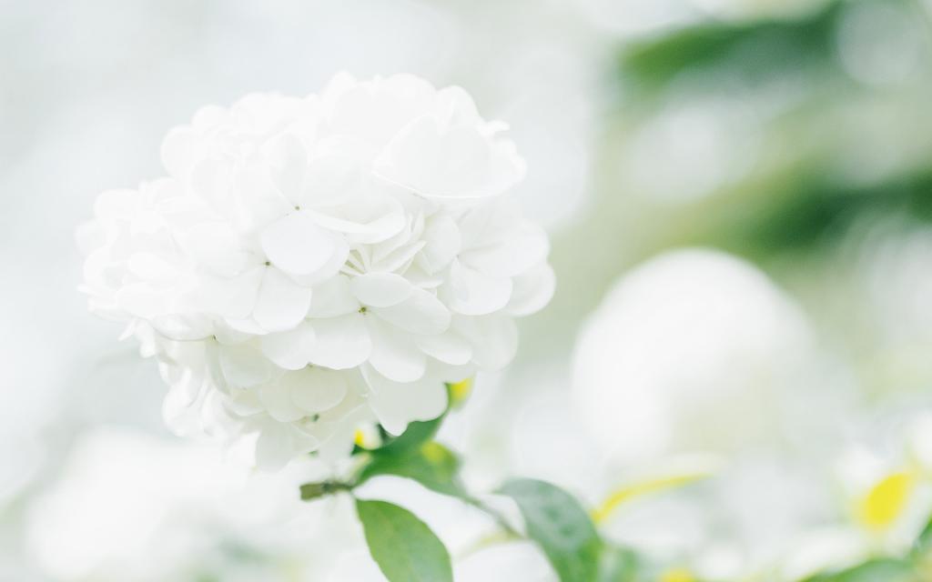 简单小清新唯美写真