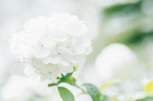 简单小清新唯美写真