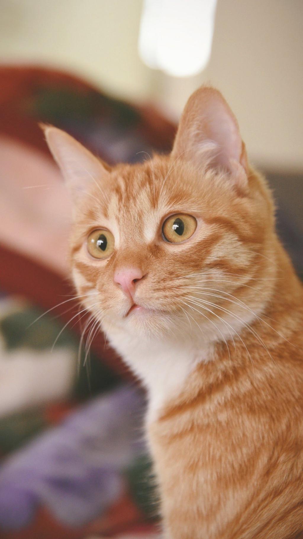 萌宠小猫可爱写真