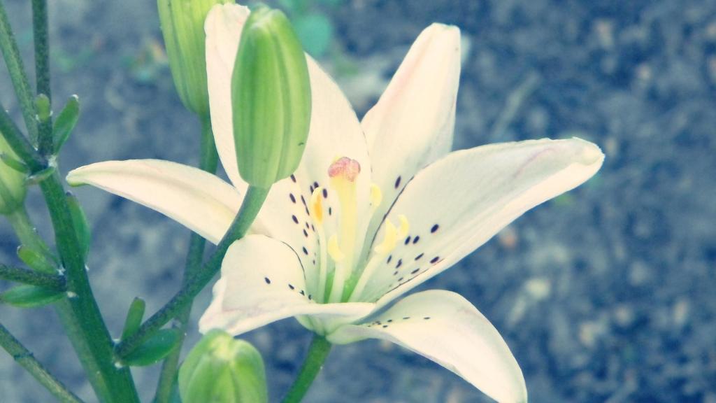 七月初七七夕节白百合清新微距摄影