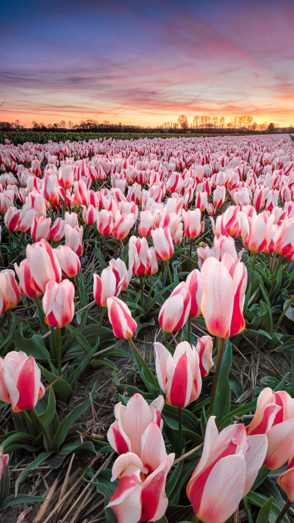 美丽的荷兰，欧式的风情