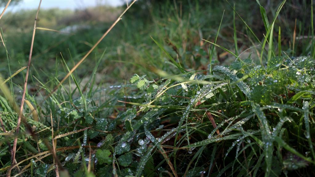 春天的一滴露水