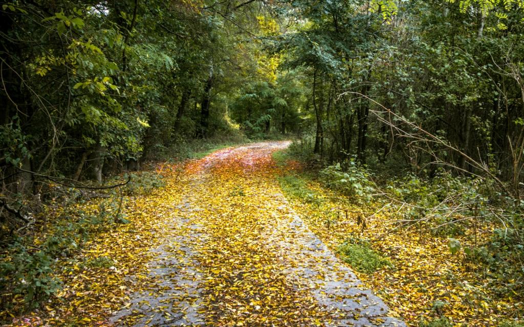 秋天到了,树叶掉了