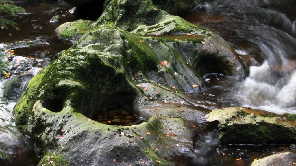 绿色苔藓植物图片