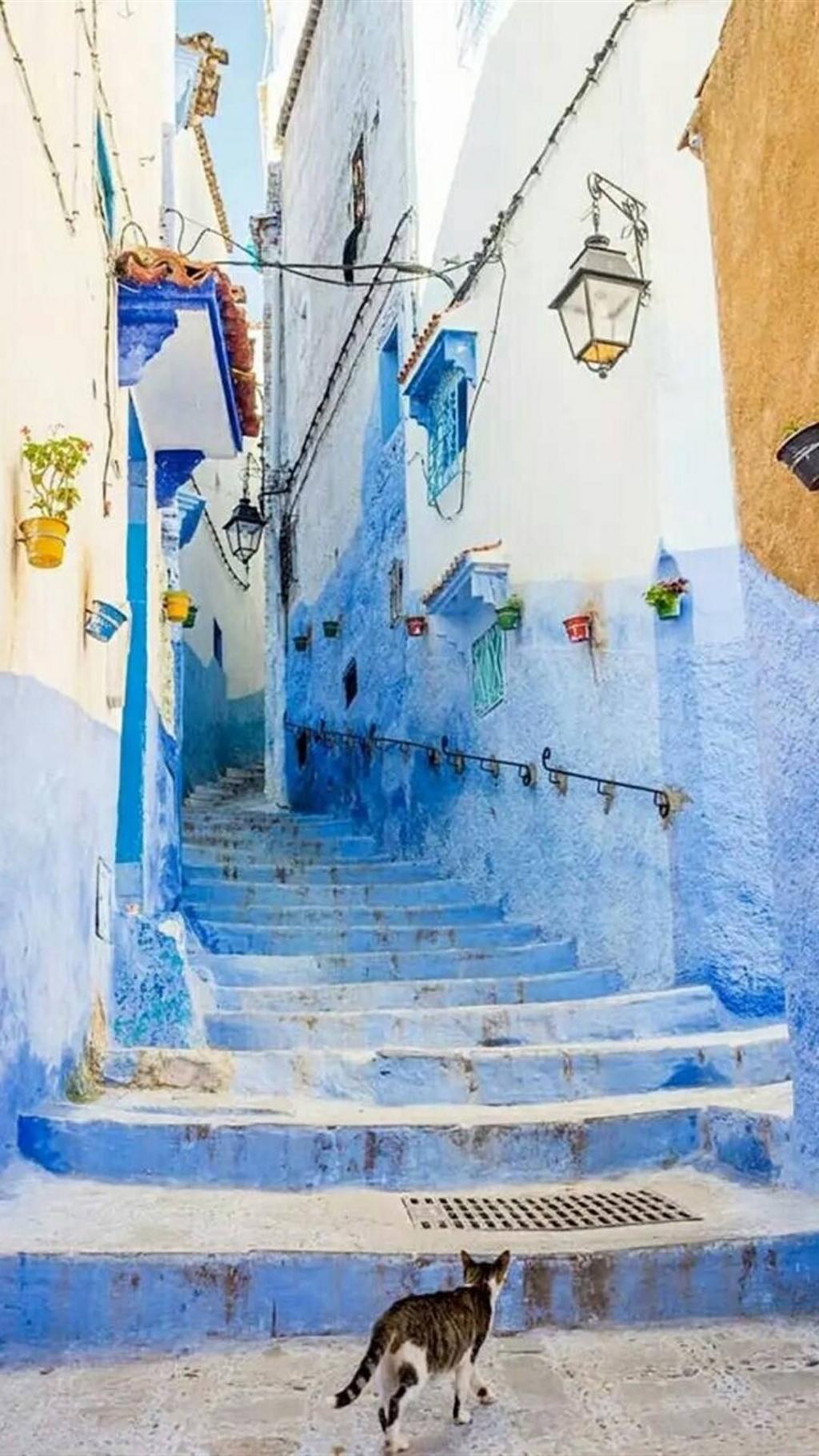 蓝色巷弄与猫