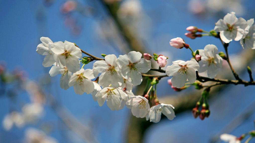 樱花花语(除你之外,别无他爱)