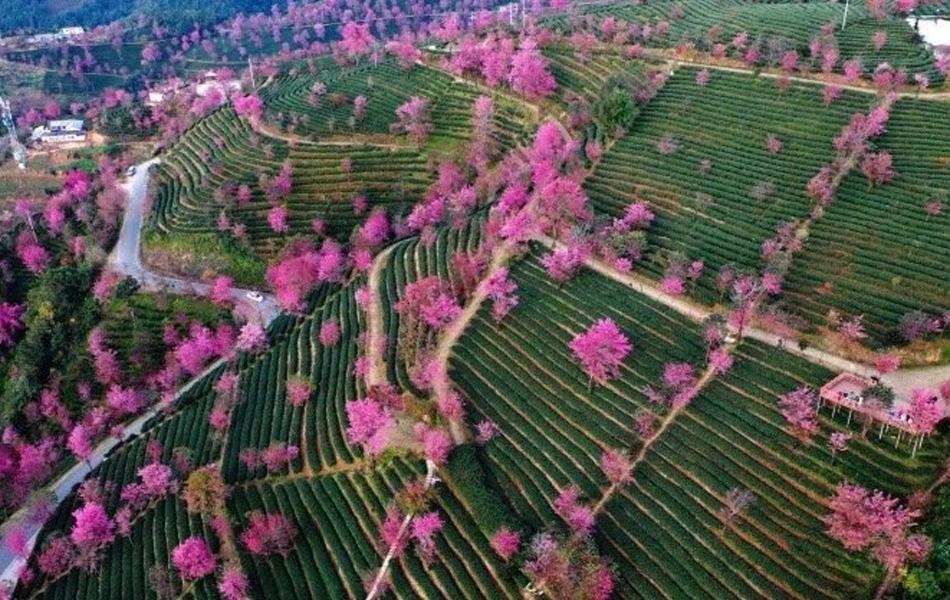 云南冬樱美如画