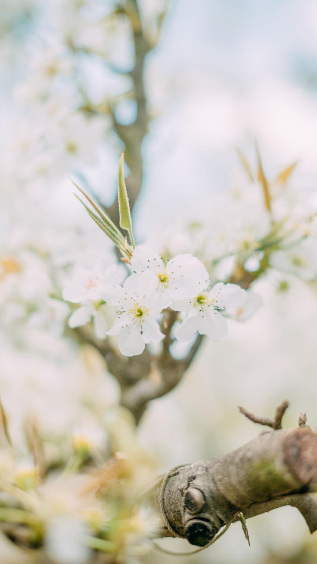 清新好看的白色梨花