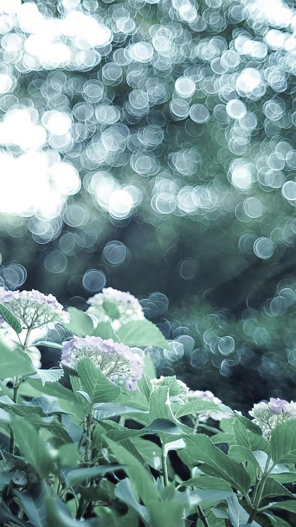 清新唯美花卉摄影图片