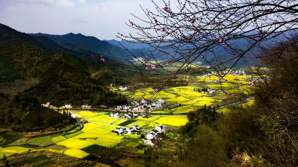 大片的油菜花地