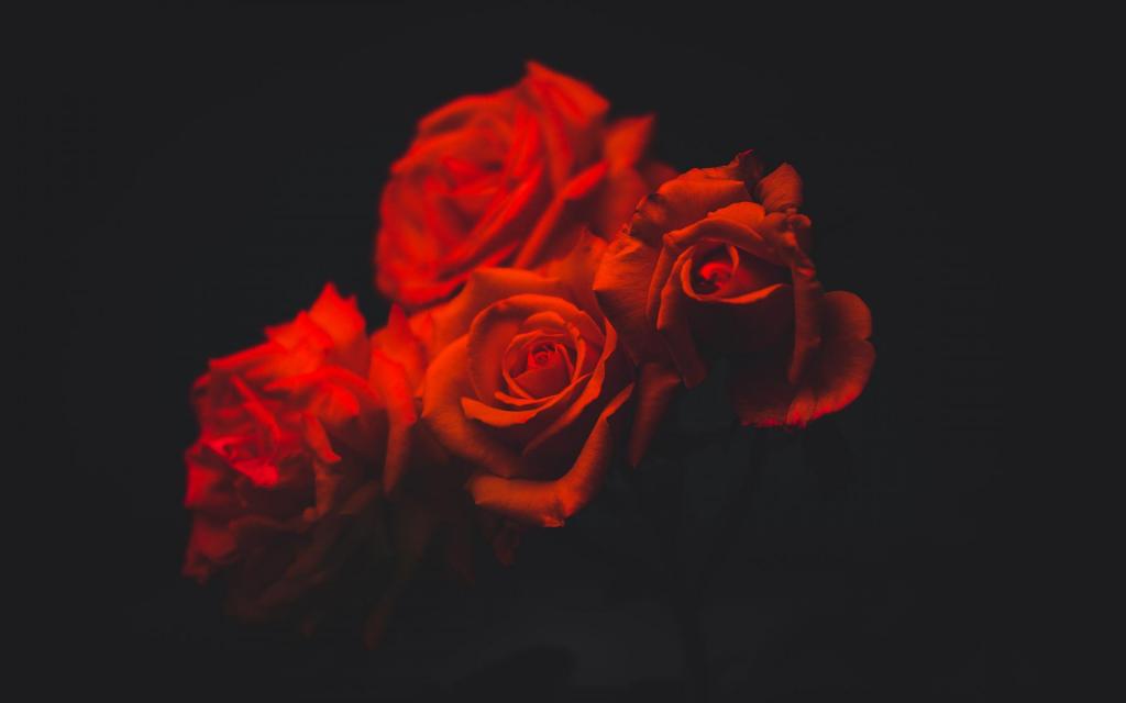 鲜艳娇艳的清新玫瑰花