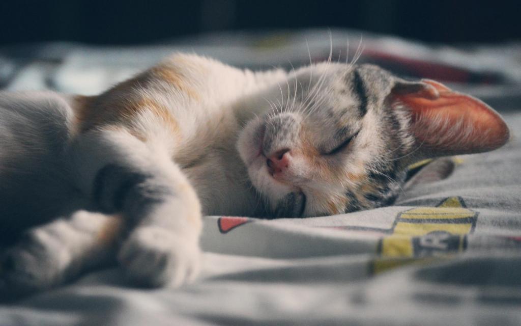 慵懒可爱的小猫咪