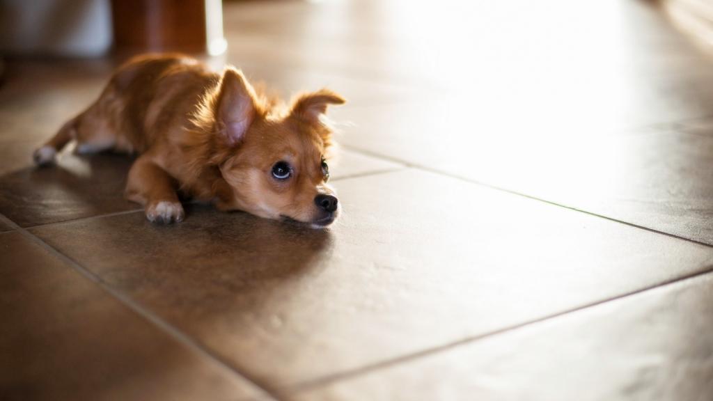 吉娃娃是寿命最长的犬种