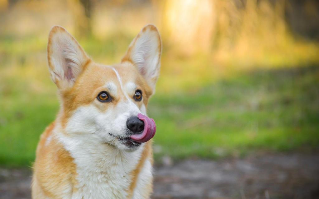 治愈系可爱的威尔士柯基犬