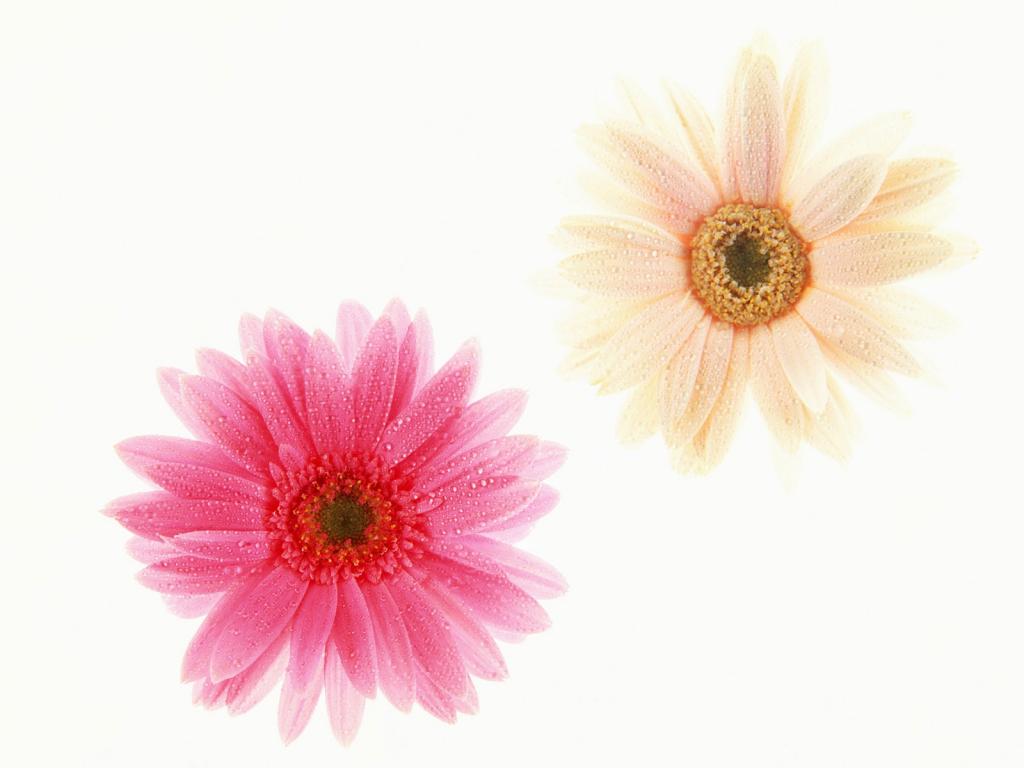 五颜六色鲜菊花