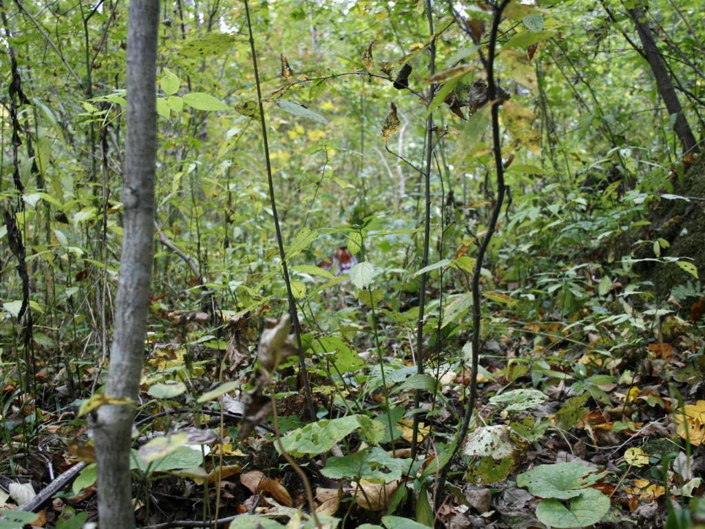 森林中的华南虎