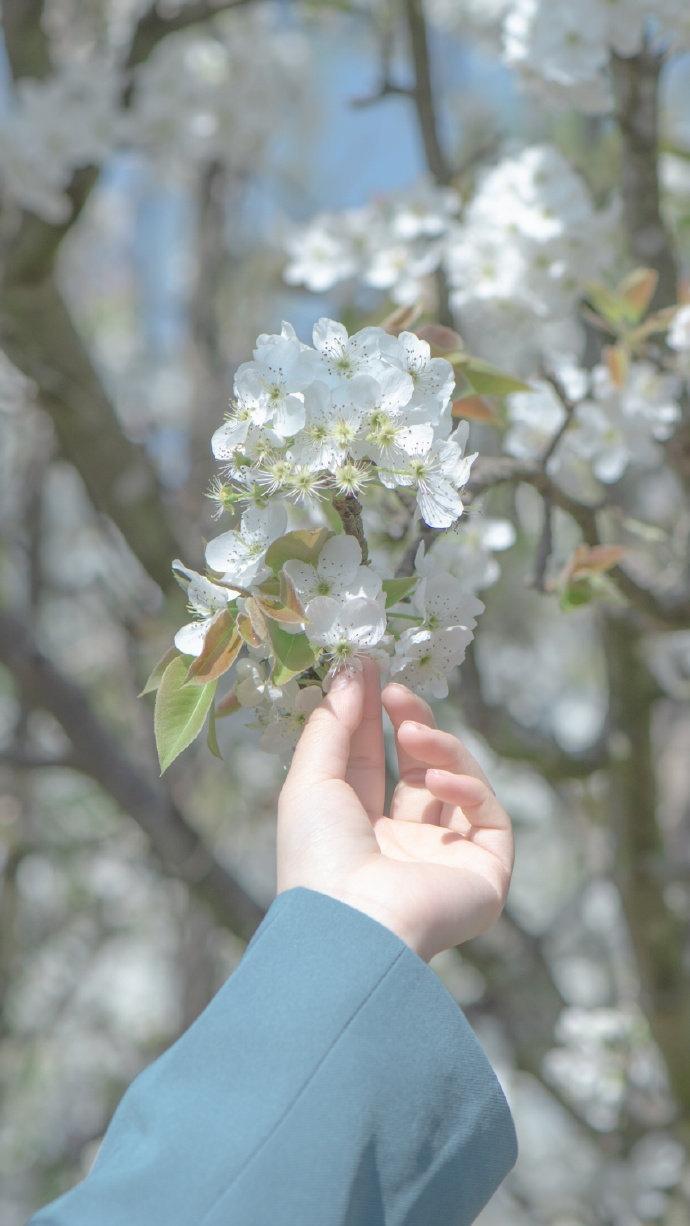 梨花盛放唯美意境微距摄影