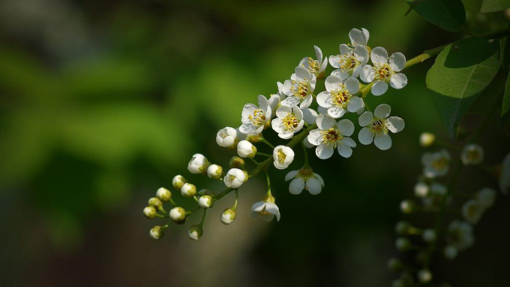 紫叶稠李花写真