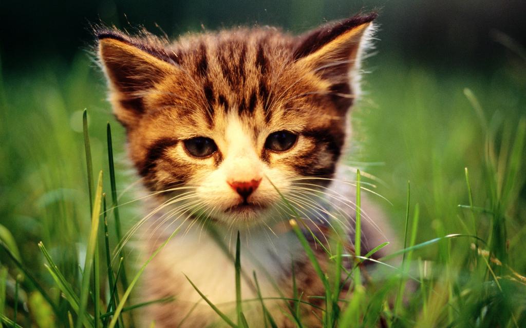 草原猫咪写真