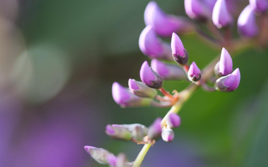 娇艳欲滴的花卉