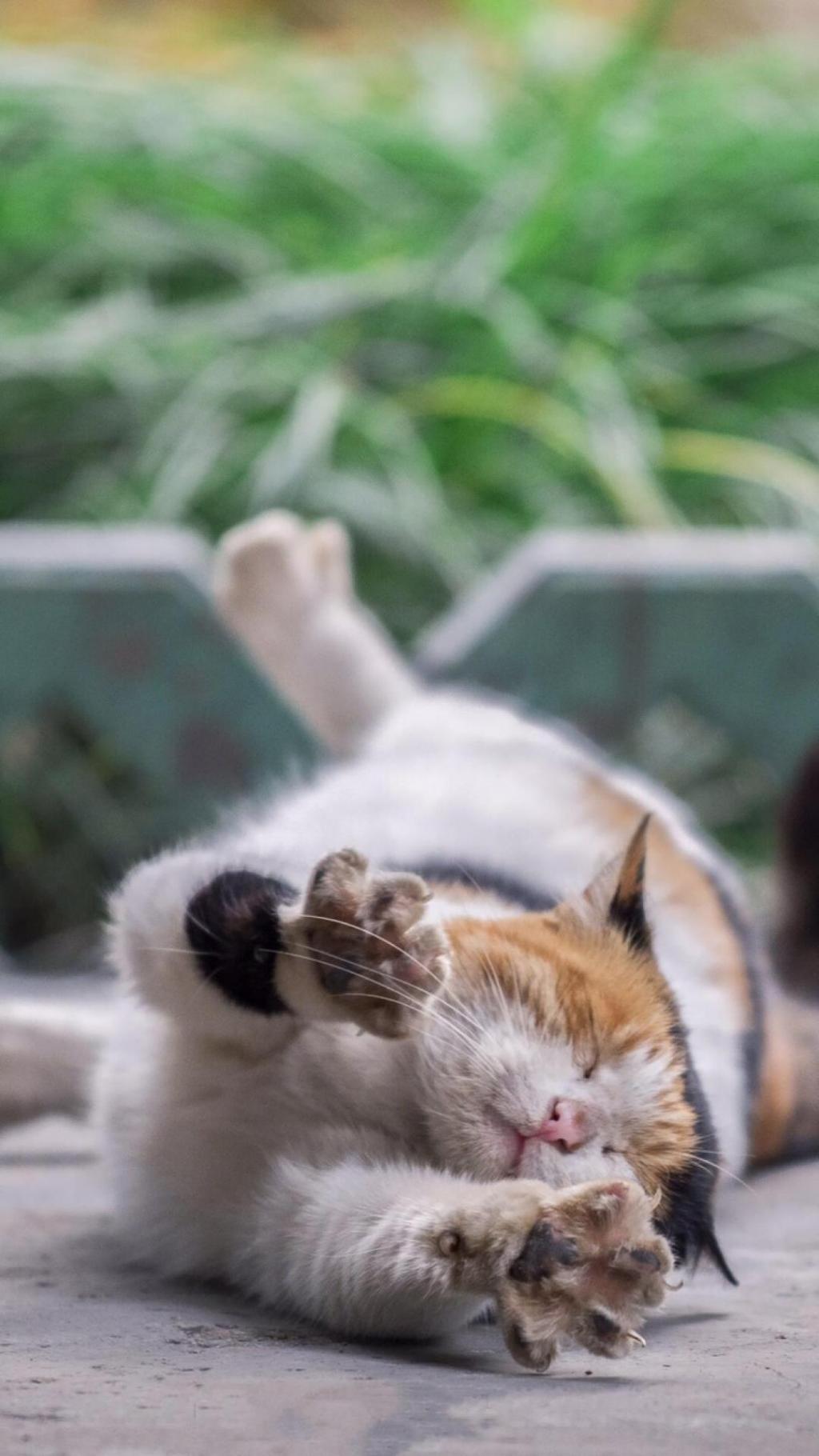 超级萌宠猫咪可爱写真